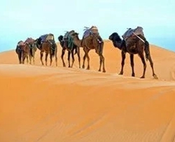沙漠骆驼简谱-展展与罗罗-歌声中飘荡着一种洒脱和向往